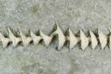 Archimedes Screw Bryozoan Fossil - Illinois #129643-1